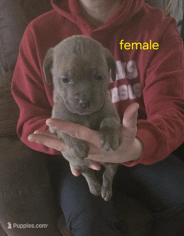 Cox Farms Cane Corsos , a female Cane Corso for sale in Black Rock, AR – Photo 1 of 1