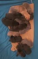 14 puppies, a male Cane Corso for sale in Black Rock, AR – Photo 1 of 2