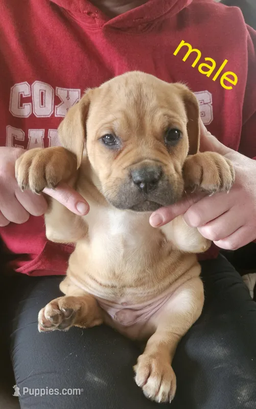 Cox Farms Cane Corsos 