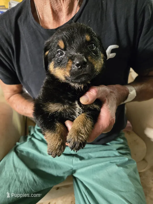 #1 – Rottweiler puppy for sale in Marion, NC