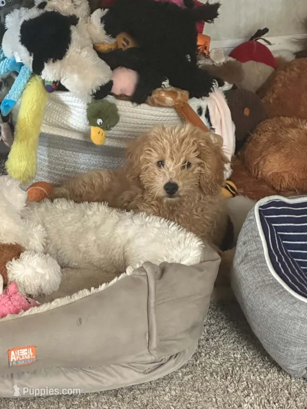 Bear – Miniature Goldendoodle puppy for sale in Peru, IN