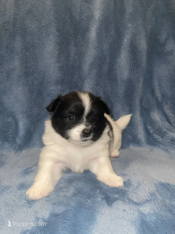 Sailor – Pomeranian puppy for sale in Saint Paul, MN