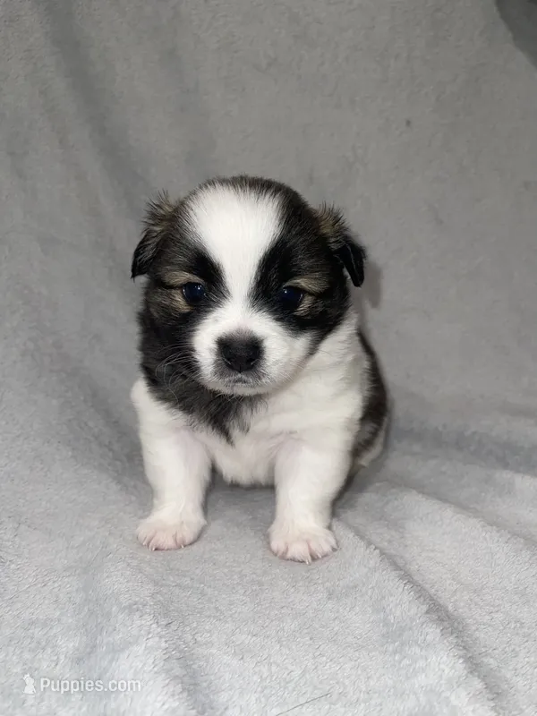 Ashtro  – Pomeranian puppy for sale in Saint Paul, MN