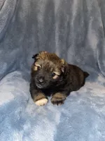Ares, a male Pomeranian for sale in Saint Paul, MN – 1 of 1