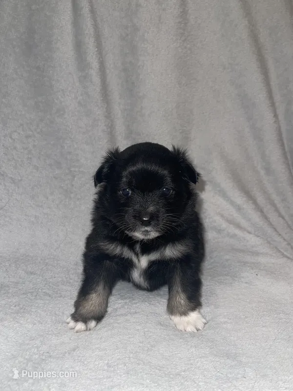 Pixie – Pomeranian puppy for sale in Saint Paul, MN