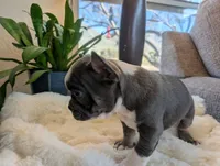 Sprout, a male Frenchton for sale in Las Cruces, NM – Photo 4 of 4