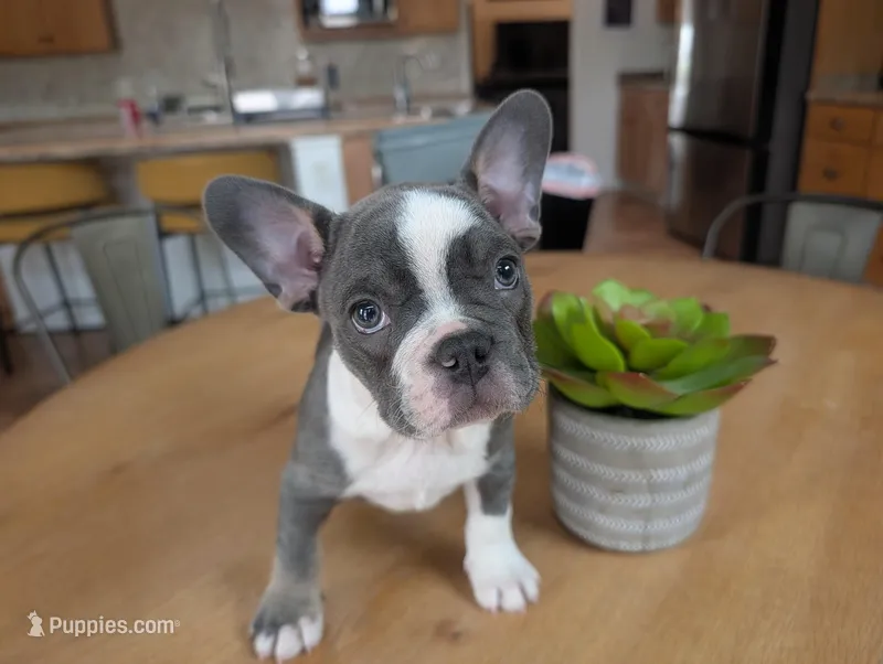 Sprout – Frenchton puppy for sale in Las Cruces, NM