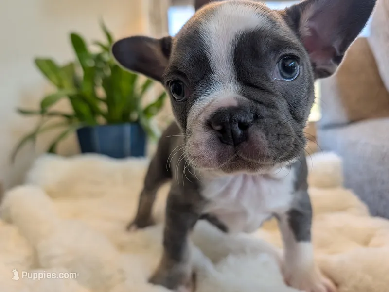 Sprout – Frenchton puppy for sale in Las Cruces, NM