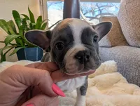 Sprout, a male Frenchton for sale in Las Cruces, NM – Photo 2 of 4