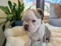 Spruce, a male Frenchton for sale in Las Cruces, NM – Photo 6 of 6