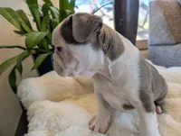 Spruce, a male Frenchton for sale in Las Cruces, NM – Photo 2 of 6