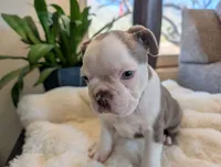 Spruce, a male Frenchton for sale in Las Cruces, NM – Photo 3 of 6