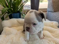 Spruce, a male Frenchton for sale in Las Cruces, NM – Photo 1 of 6