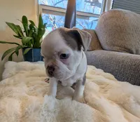 Spruce, a male Frenchton for sale in Las Cruces, NM – Photo 5 of 6