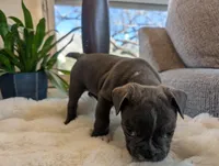 Hunter, a male Frenchton for sale in Las Cruces, NM – Photo 3 of 4