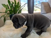 Hunter, a male Frenchton for sale in Las Cruces, NM – Photo 4 of 4