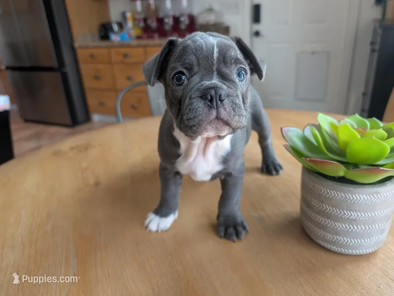 Hunter – Frenchton puppy for sale in Las Cruces, NM