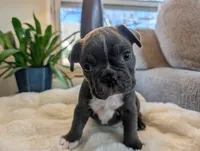 Hunter, a male Frenchton for sale in Las Cruces, NM – Photo 1 of 4