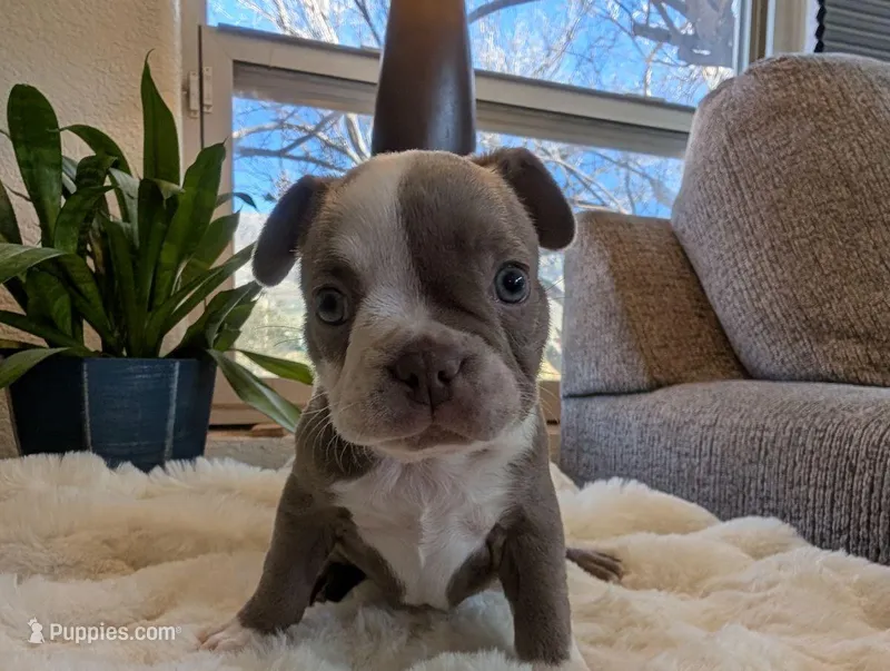 Sage – Frenchton puppy for sale in Las Cruces, NM