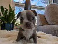 Sage, a female Frenchton for sale in Las Cruces, NM – Photo 1 of 8