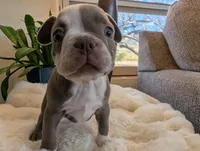 Sage, a female Frenchton for sale in Las Cruces, NM – Photo 8 of 8