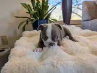 Sage, a female Frenchton for sale in Las Cruces, NM – Photo 5 of 8