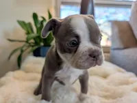 Sage, a female Frenchton for sale in Las Cruces, NM – Photo 6 of 8