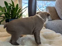 Sage, a female Frenchton for sale in Las Cruces, NM – Photo 7 of 8