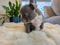 Sage, a female Frenchton for sale in Las Cruces, NM – Photo 4 of 8