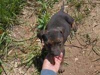 Ozzy Bear, a male American Pit Bull Terrier and Labrador Retriever for sale in Chesapeake City, MD – 4 of 10