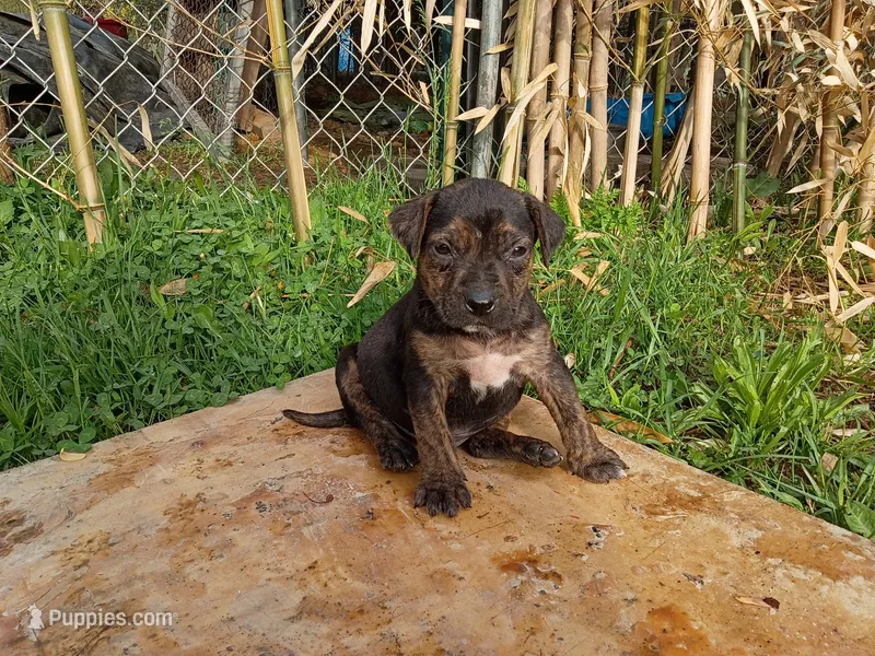 Ozzy Bear – American Pit Bull Terrier, Labrador Retriever puppy for sale in Chesapeake City, MD