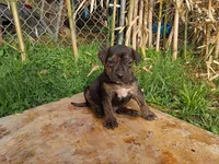 Ozzy Bear, a male American Pit Bull Terrier and Labrador Retriever for sale in Chesapeake City, MD – 1 of 10