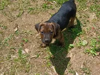 Ozzy Bear, a male American Pit Bull Terrier and Labrador Retriever for sale in Chesapeake City, MD – 5 of 10