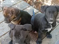 Ozzy Bear, a male American Pit Bull Terrier and Labrador Retriever for sale in Chesapeake City, MD – 6 of 10