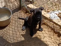 Ozzy Bear, a male American Pit Bull Terrier and Labrador Retriever for sale in Chesapeake City, MD – 9 of 10