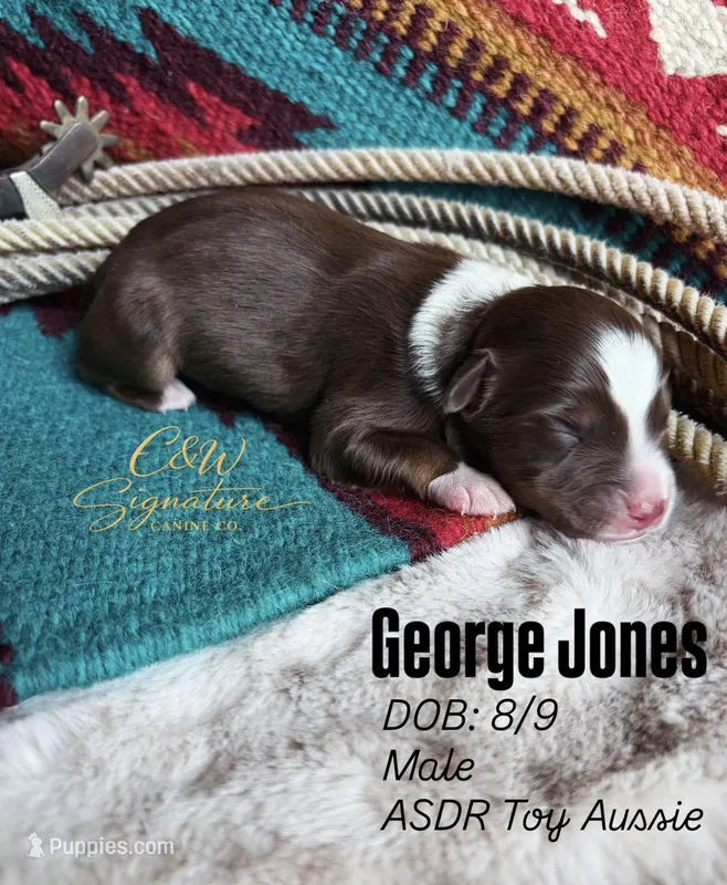 George Jones  – Toy Australian Shepherd puppy for sale in Kenedy, TX