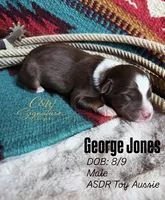 George Jones , a male Toy Australian Shepherd for sale in Kenedy, TX – 1 of 1