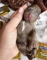 Ghirardelli, a female Poodle - Toy  for sale in Kenedy, TX – 2 of 2