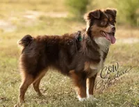 Winnie, a female Toy Australian Shepherd for sale in Kenedy, TX – 2 of 3