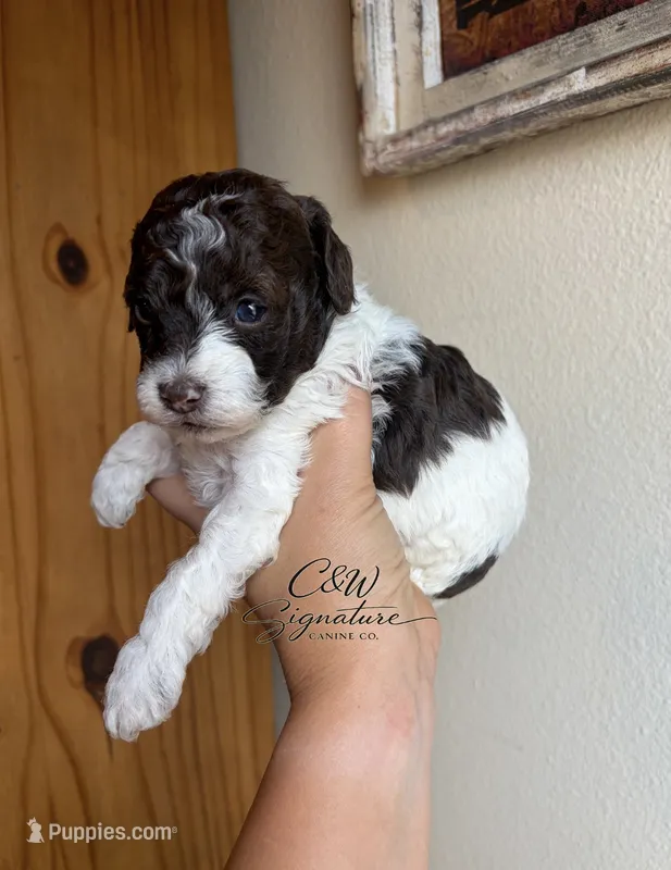 Lindor – Poodle - Toy  puppy for sale in Kenedy, TX