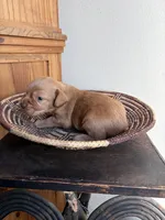 Parker, a male English Cocker Spaniel for sale in Kenedy, TX – 1 of 5
