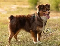Binx, a male Toy Australian Shepherd for sale in Kenedy, TX – 6 of 7
