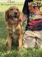 Ruger , a male English Cocker Spaniel for sale in Kenedy, TX – 2 of 5