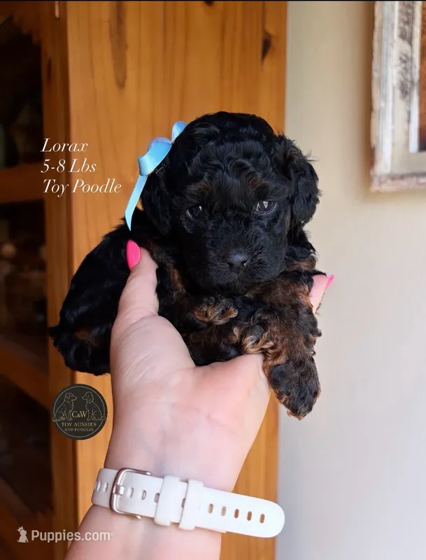 Lorax – Poodle - Toy  puppy for sale in Kenedy, TX