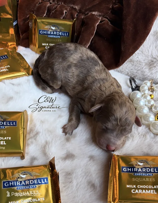 Ghirardelli – Poodle - Toy  puppy for sale in Kenedy, TX