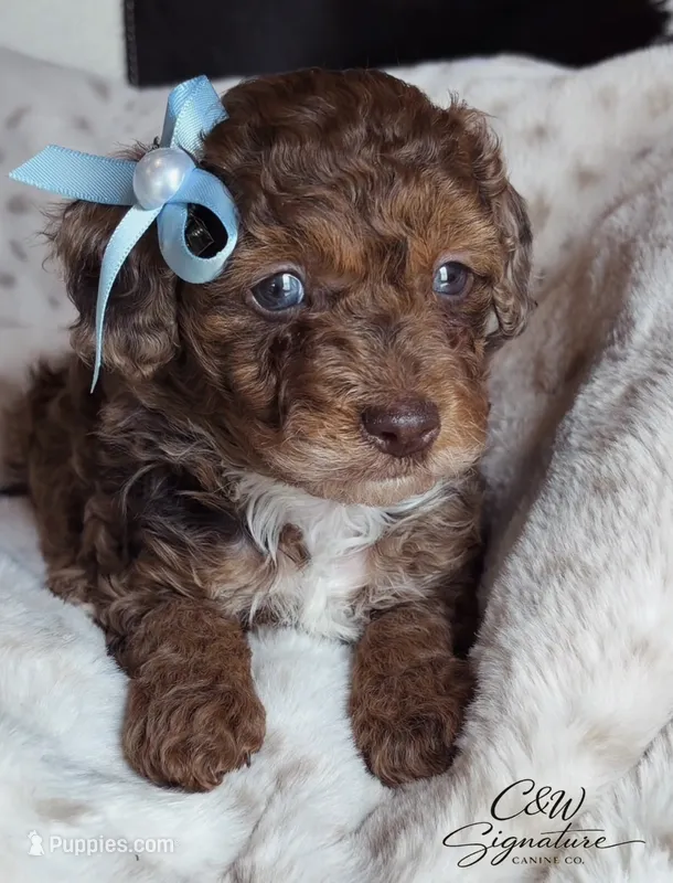 Ferrero – Poodle - Toy  puppy for sale in Kenedy, TX