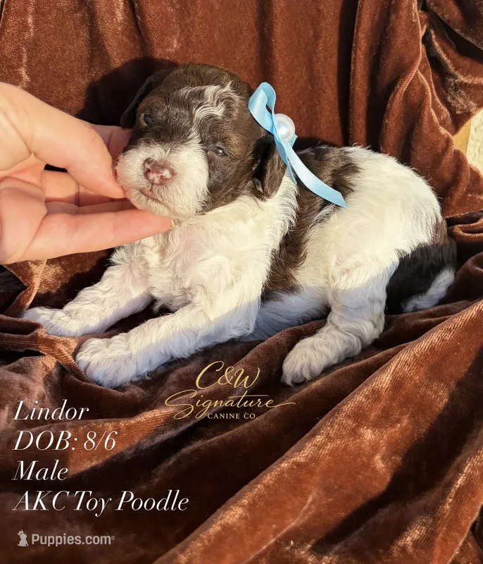 Lindor – Poodle - Toy  puppy for sale in Kenedy, TX