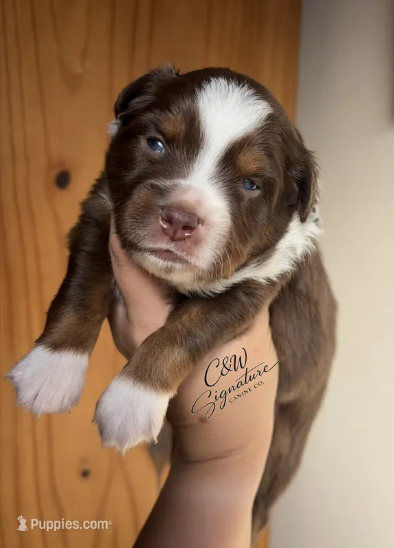 George Jones  – Toy Australian Shepherd puppy for sale in Kenedy, TX