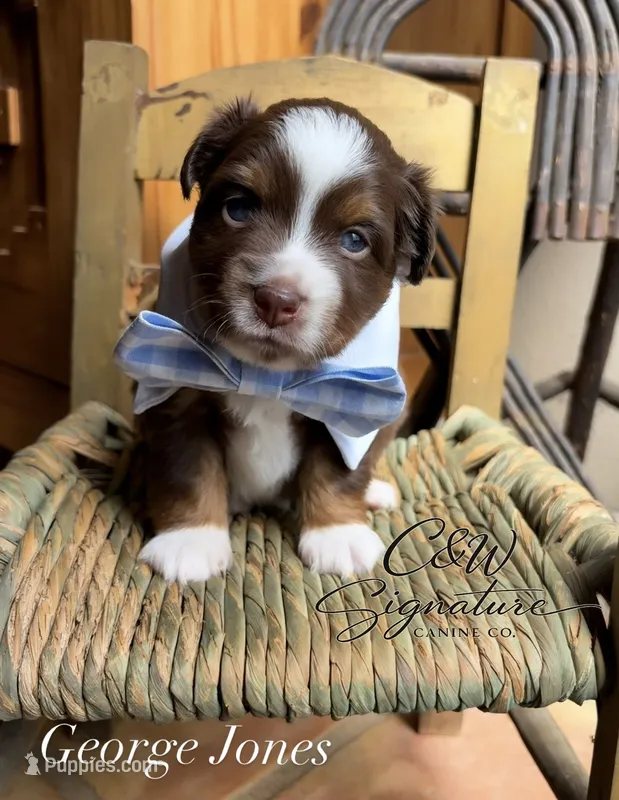 George Jones  – Toy Australian Shepherd puppy for sale in Kenedy, TX