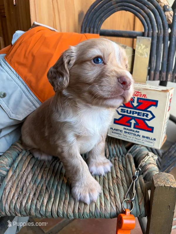 Ruger  – English Cocker Spaniel puppy for sale in Kenedy, TX